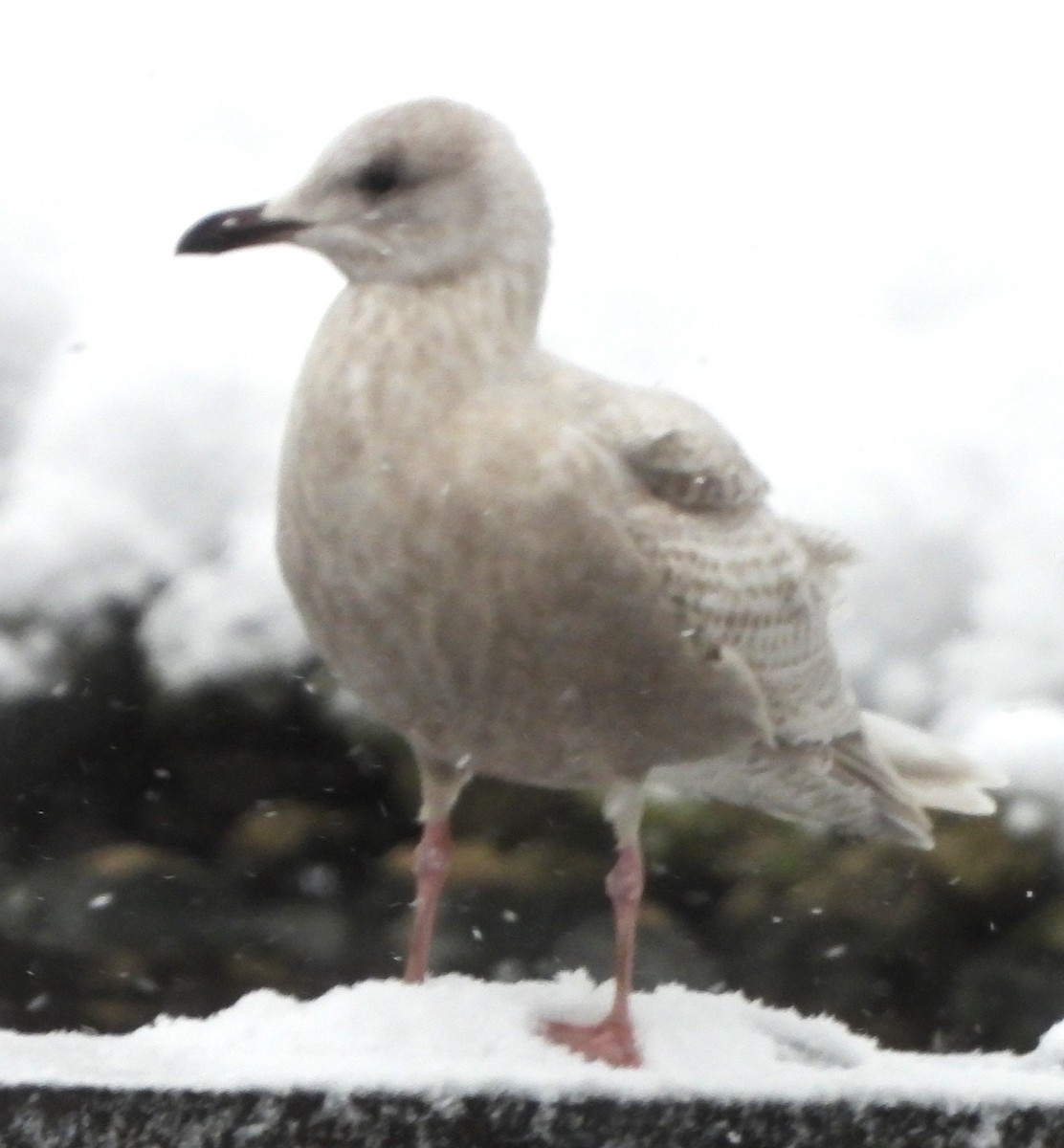 Полярная чайка - ML647465285