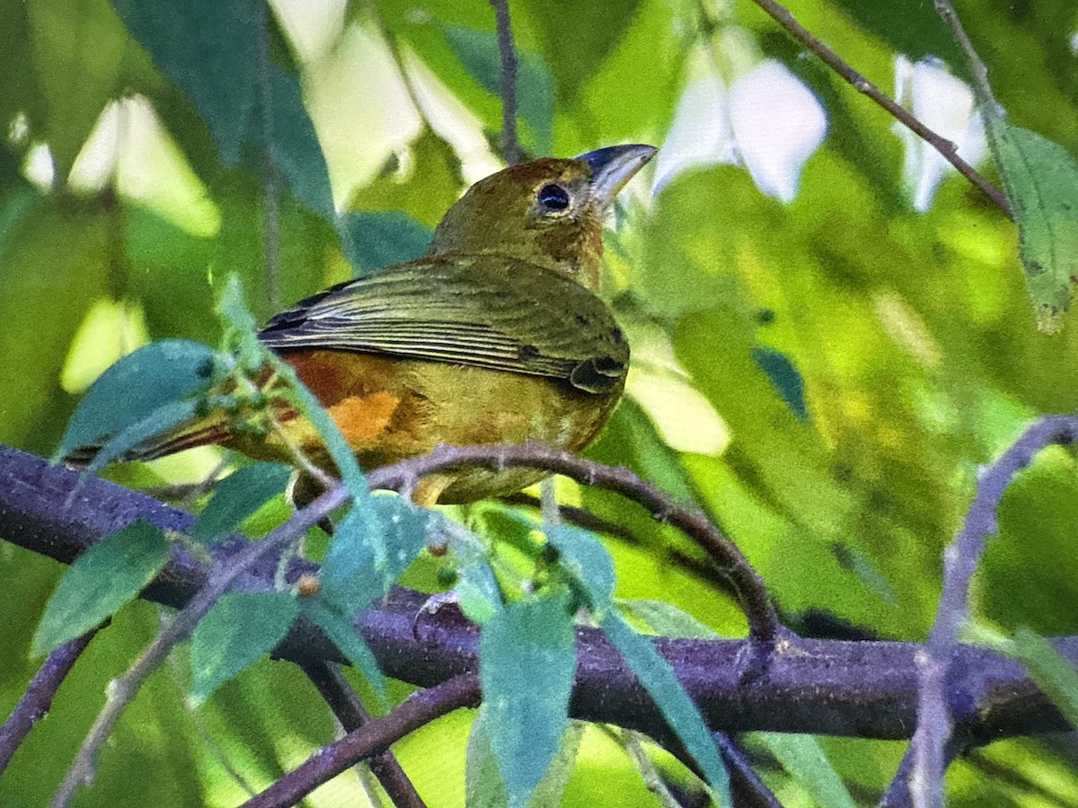 Алая пиранга - ML647465286