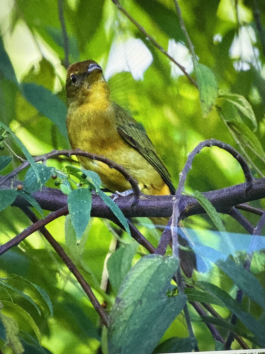 Алая пиранга - ML647465287