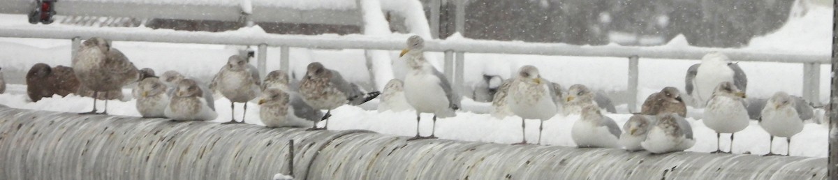 Американская чайка - ML647465288