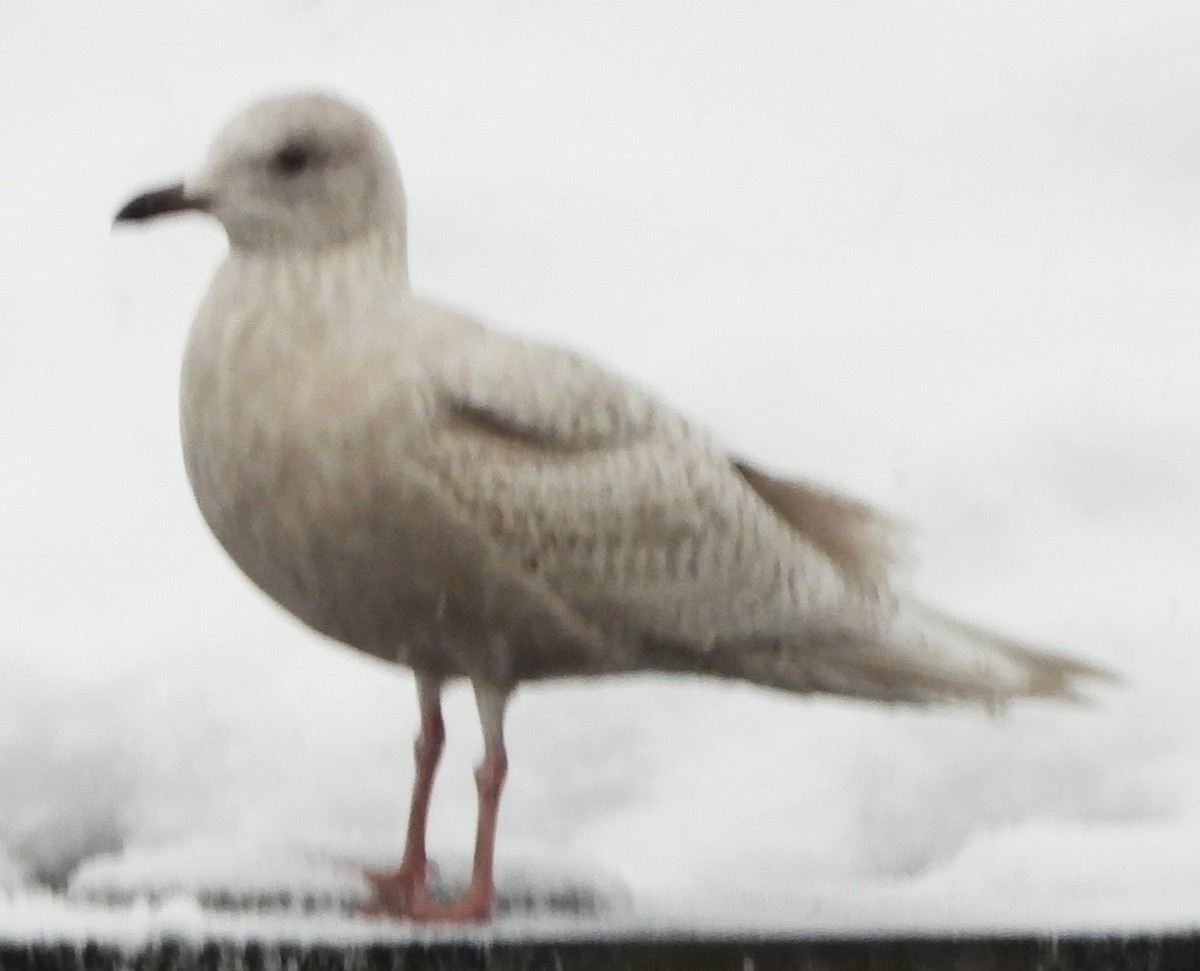 Полярная чайка - ML647465289