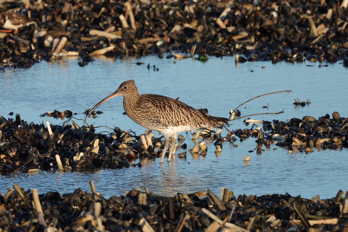 Большой кроншнеп - ML647465290