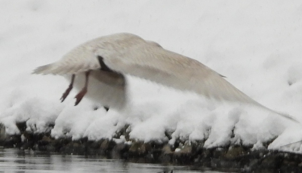 Полярная чайка - ML647465291