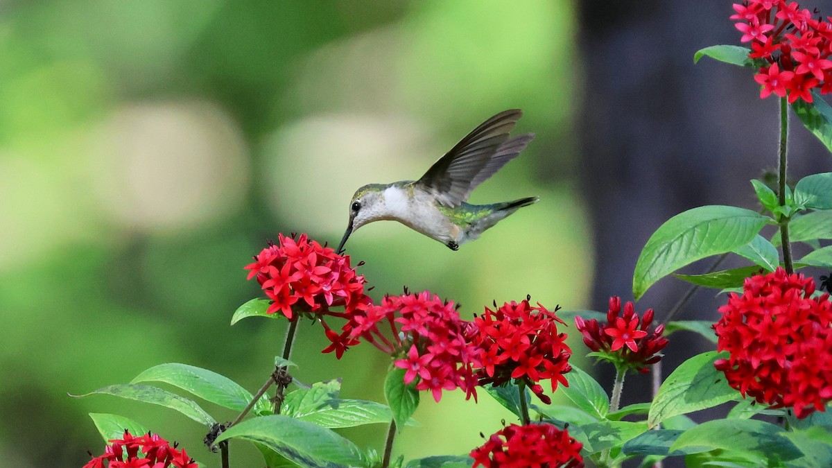 Рубиновогорлый колибри - ML647465293