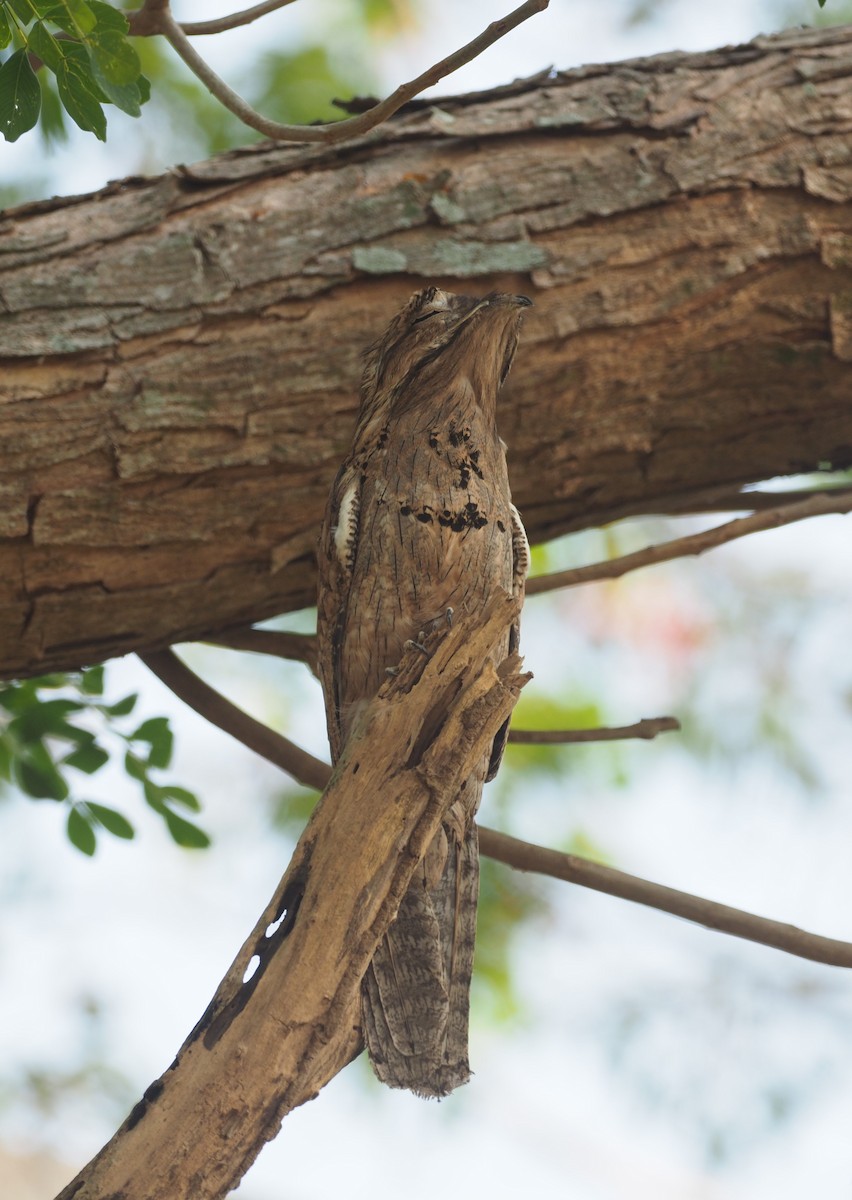 Морщинистоклювая ани - ML647465294