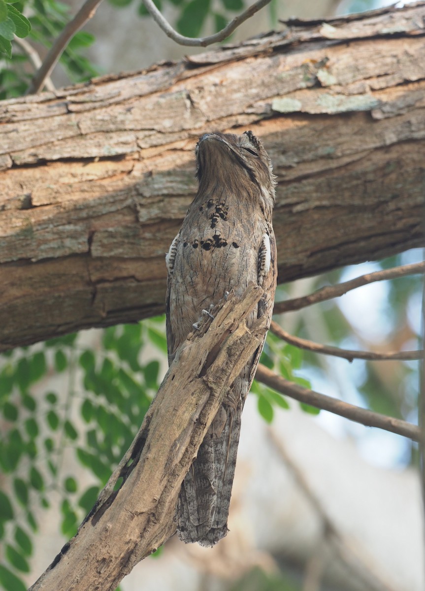 Морщинистоклювая ани - ML647465295