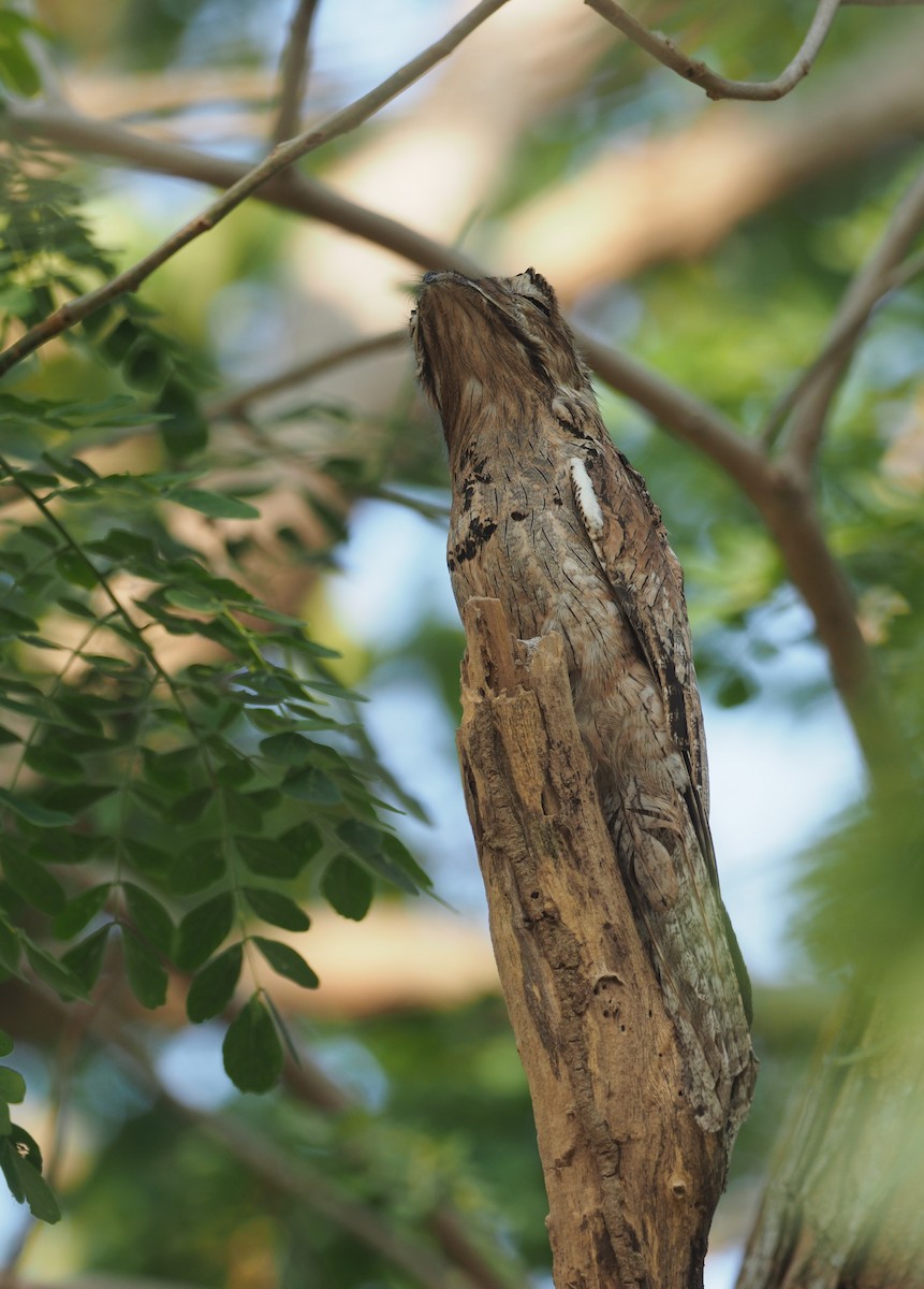 Морщинистоклювая ани - ML647465296