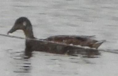 Кряква - ML647465297