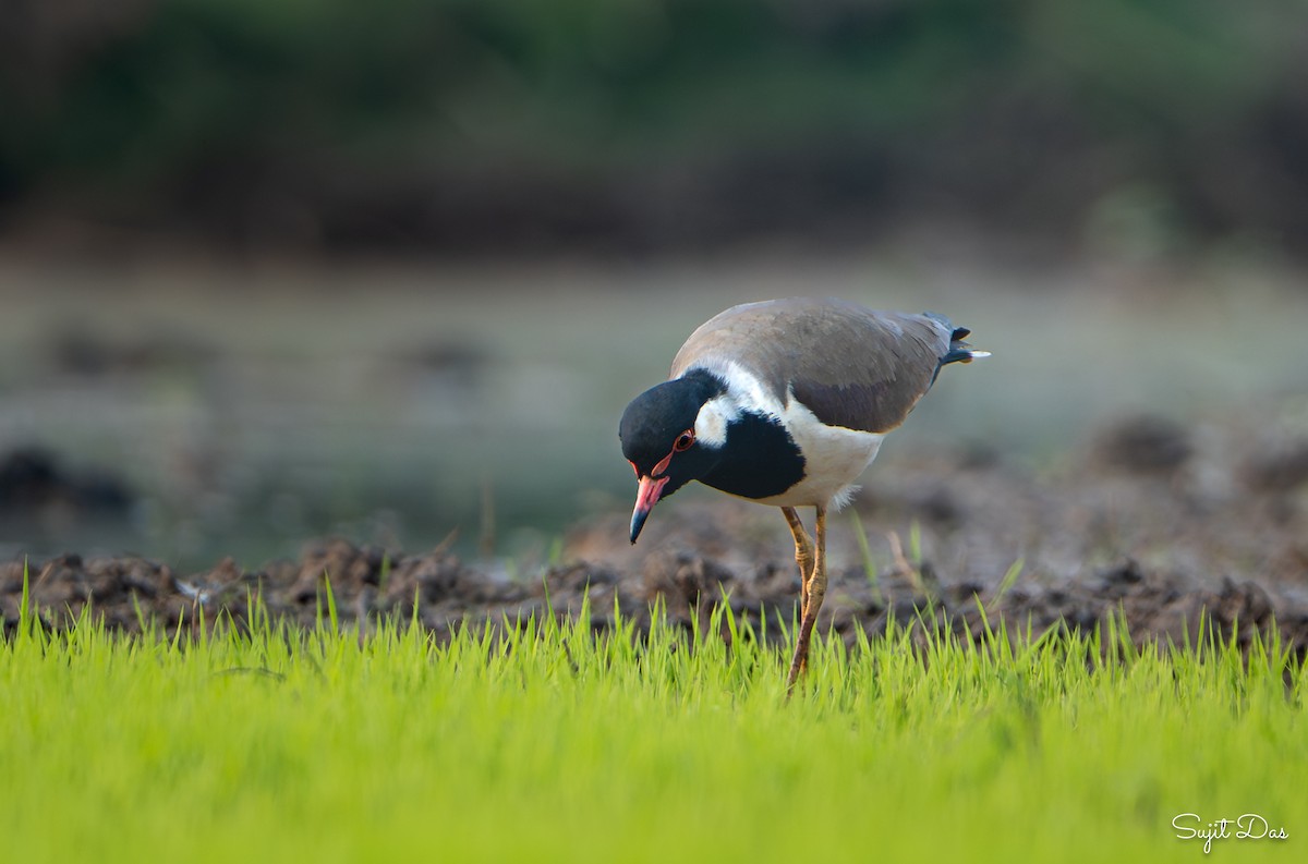 Украшенный чибис - ML647465298