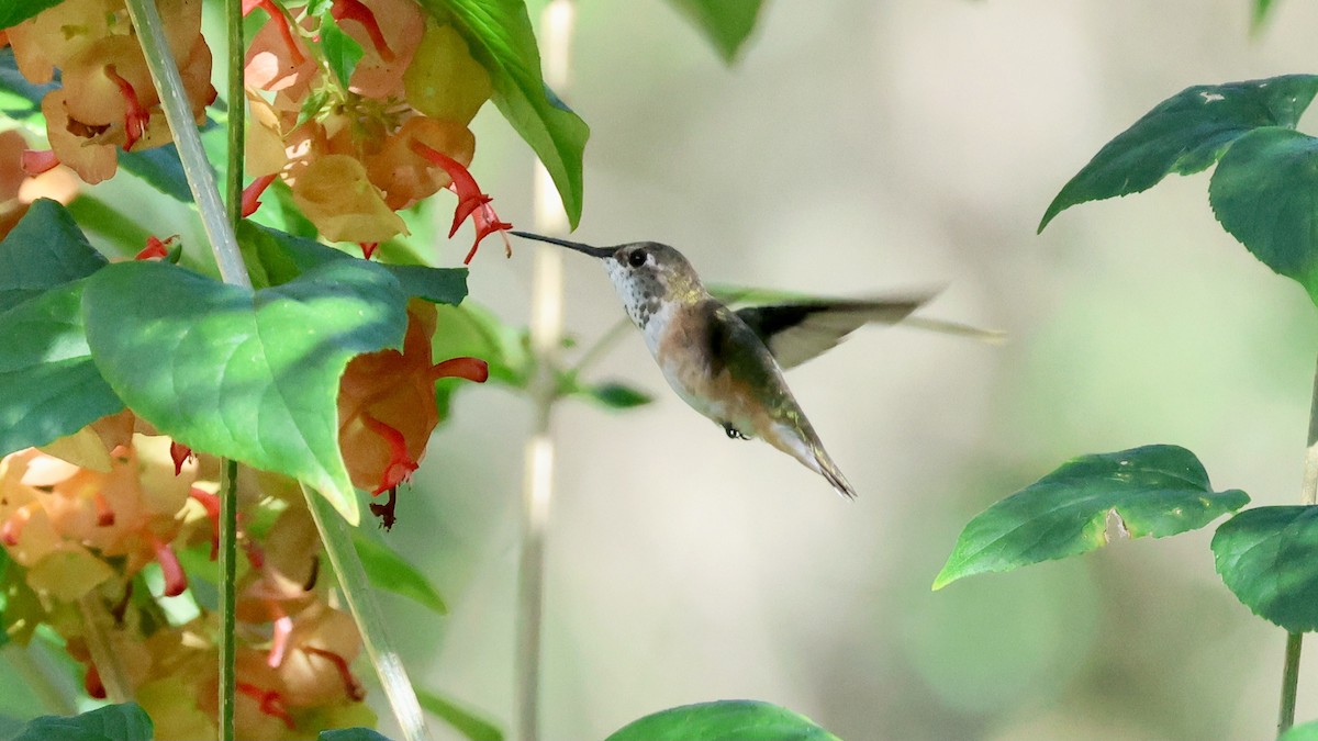 Selasphorus sp. - ML647465303