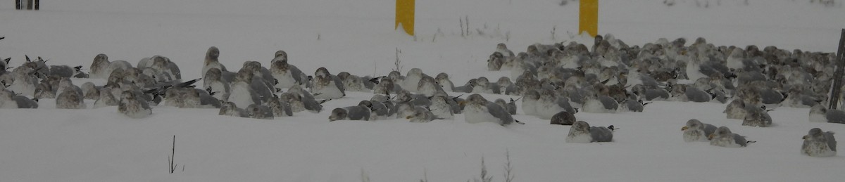 שחף בלתי-מזוהה - ML647465317