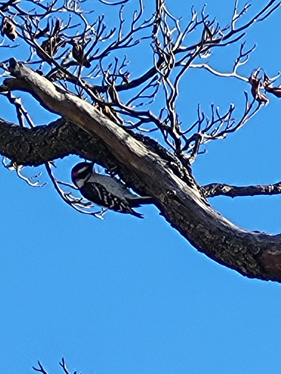 Dunenspecht - ML647465321