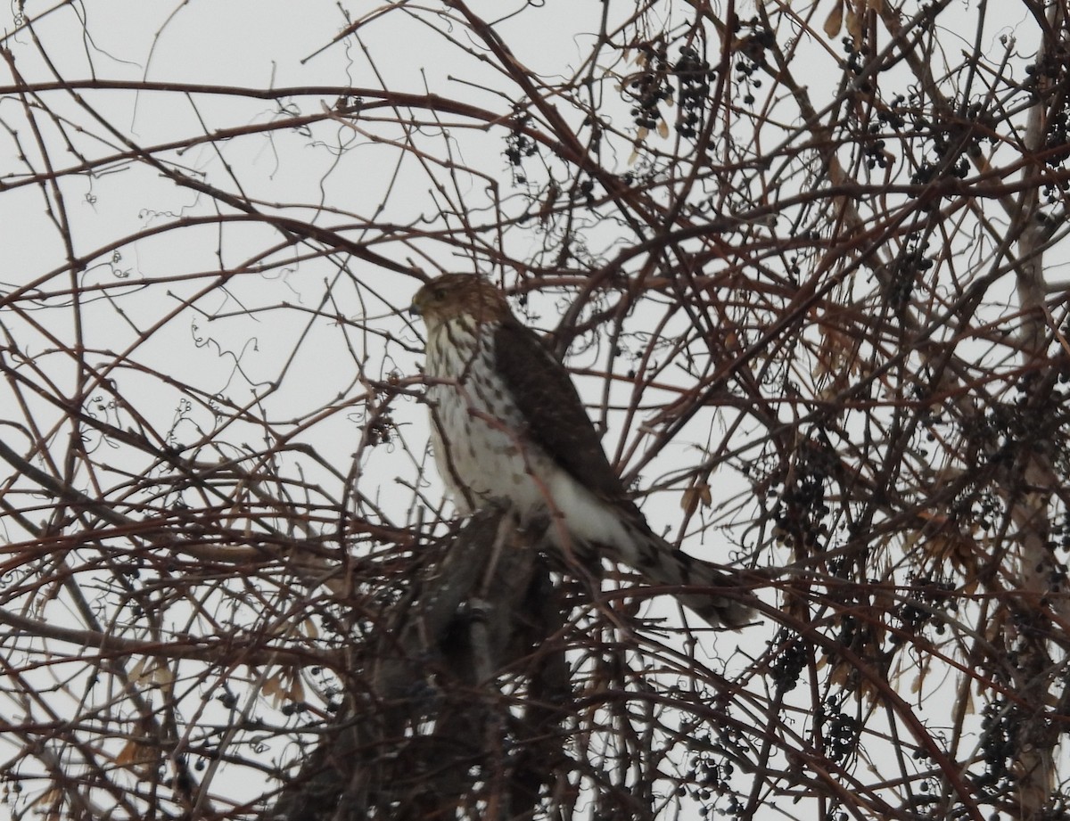 Cooper's Hawk - ML647465335