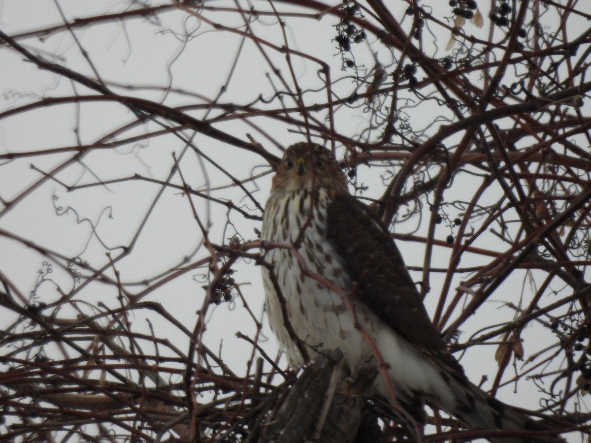 Cooper's Hawk - ML647465336