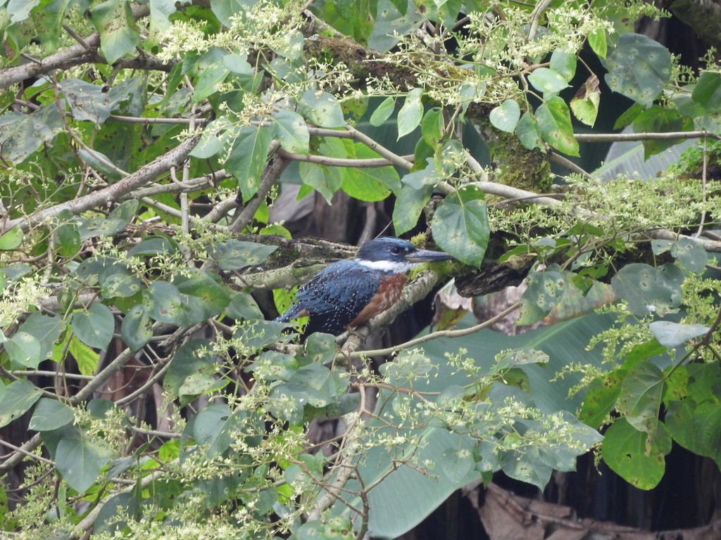 Ringed Kingfisher - ML647465352