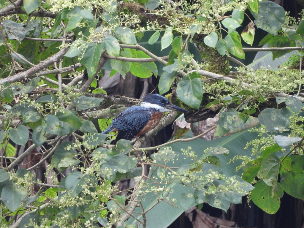 Ringed Kingfisher - ML647465354