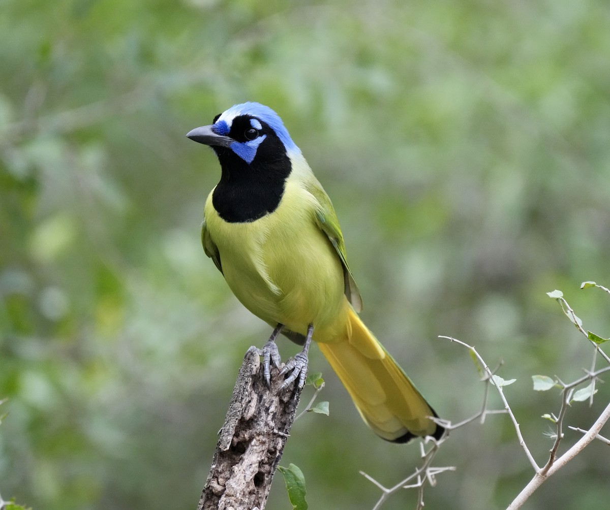 Green Jay - ML647465357