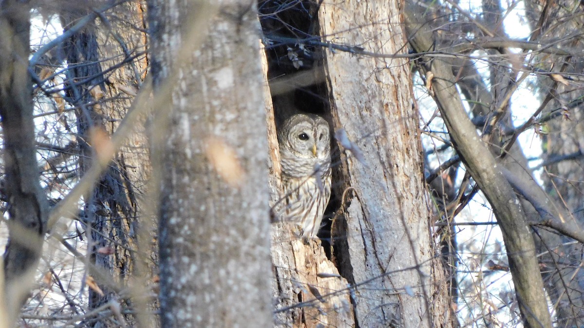 Barred Owl - ML647465363