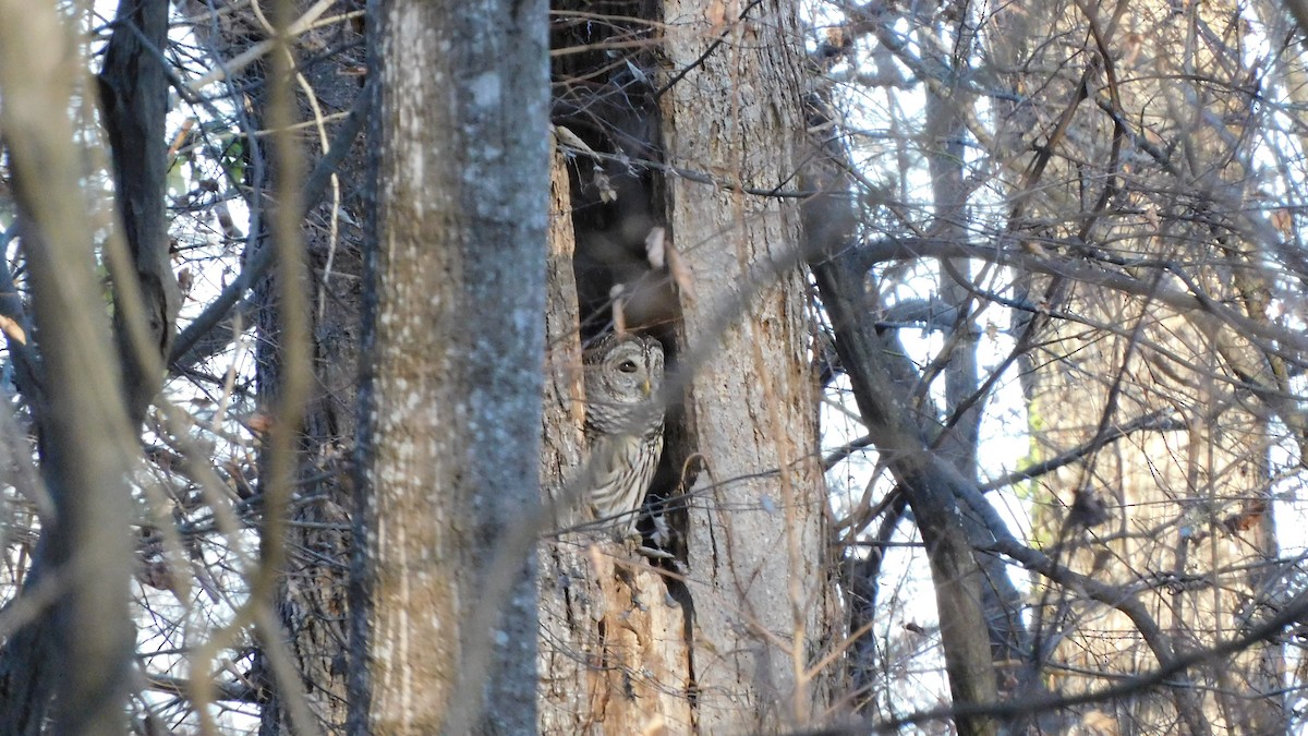 Barred Owl - ML647465364
