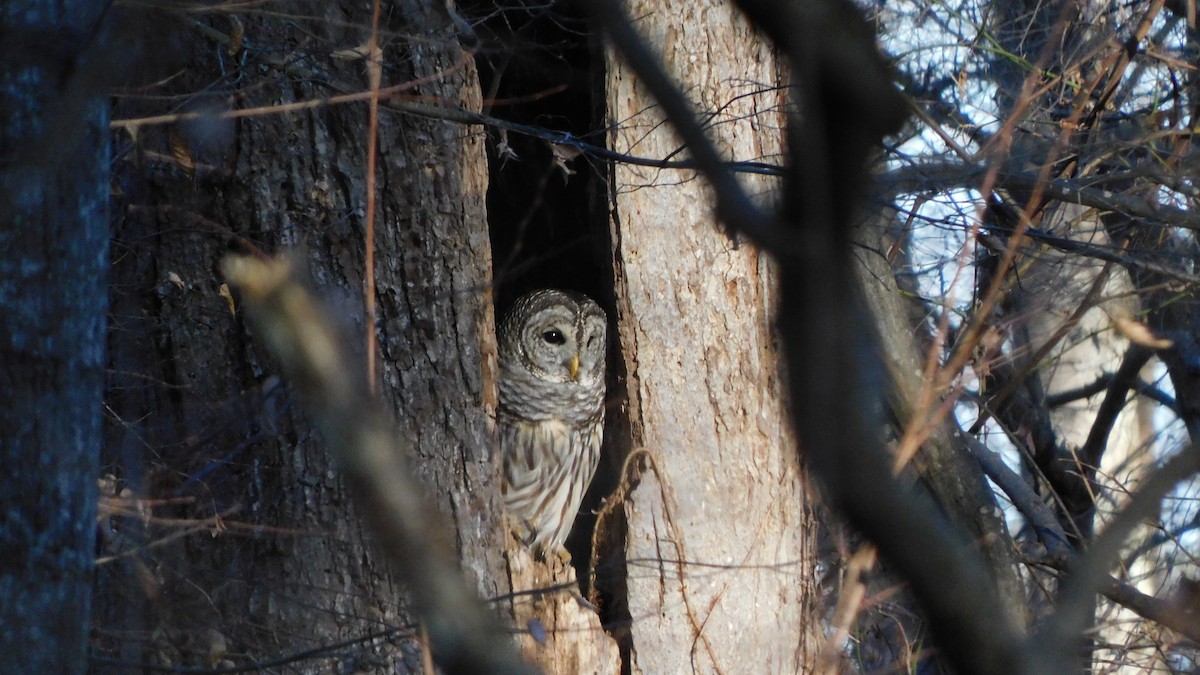 Barred Owl - ML647465365