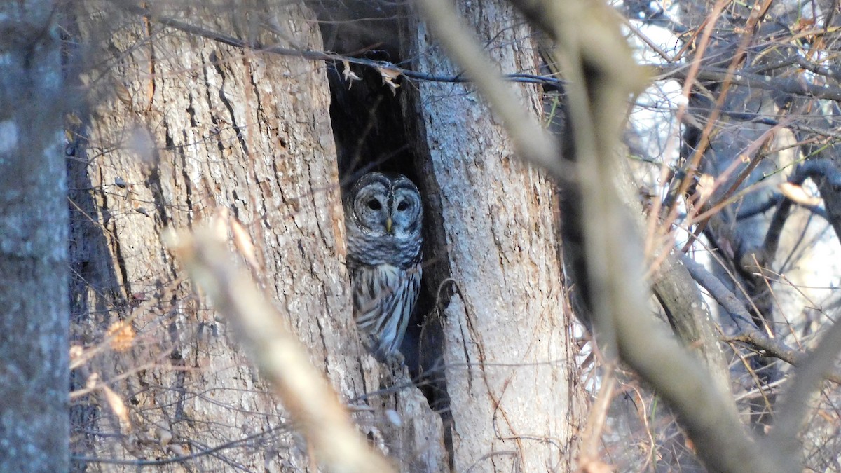 Barred Owl - ML647465366
