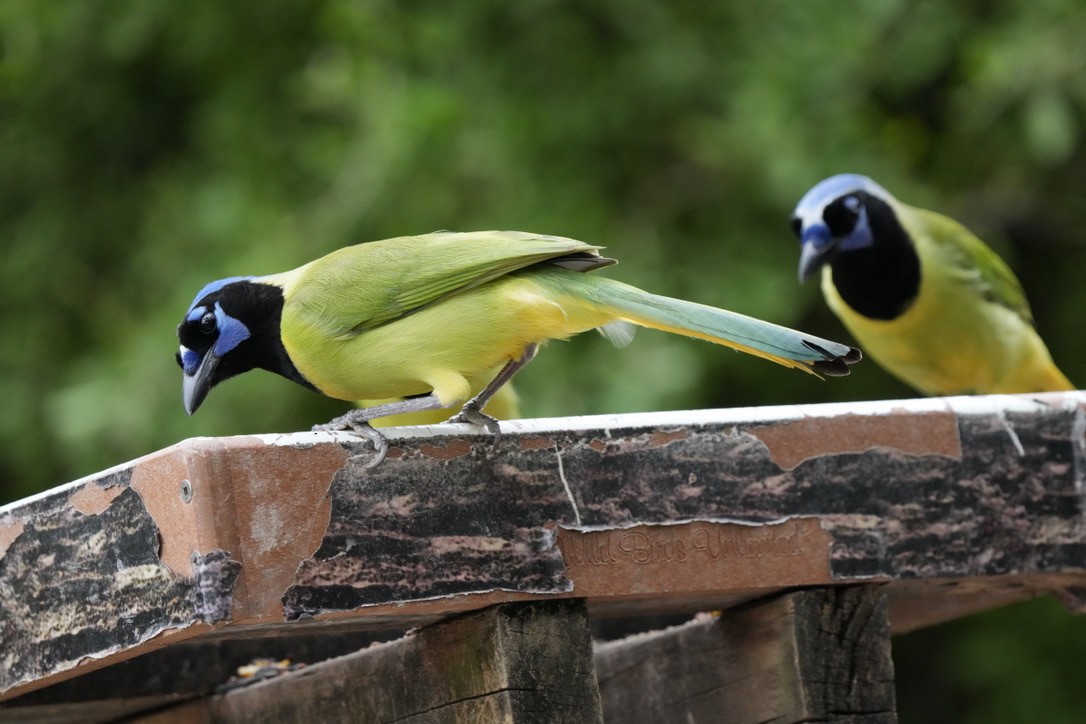 Green Jay - ML647465367