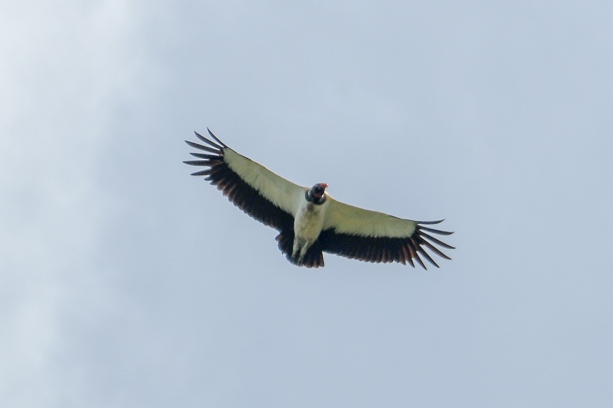 King Vulture - ML647465373