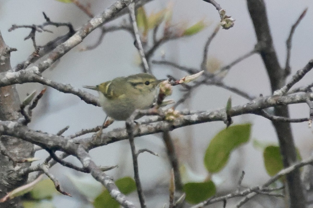 チャバネムシクイ - ML647465378