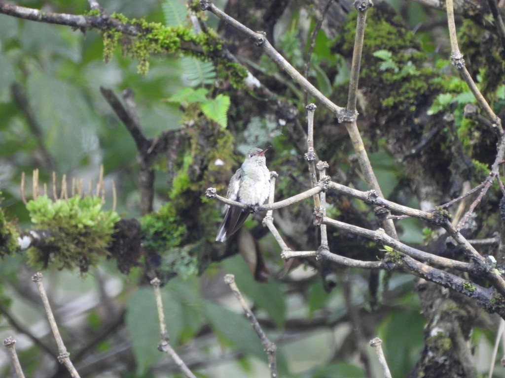 Scaly-breasted Hummingbird - ML647465384