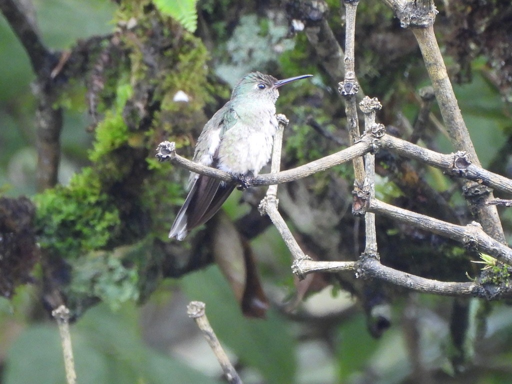 Scaly-breasted Hummingbird - ML647465385