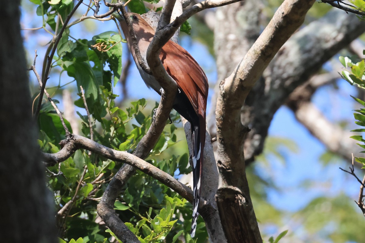 Common Squirrel-Cuckoo (Middle American) - ML647465390