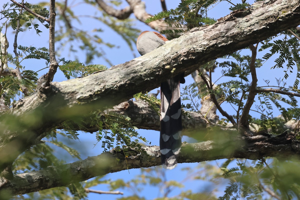 Common Squirrel-Cuckoo (Middle American) - ML647465391