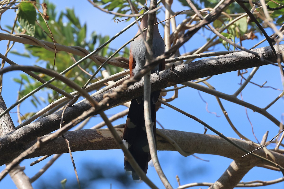 Common Squirrel-Cuckoo (Middle American) - ML647465392