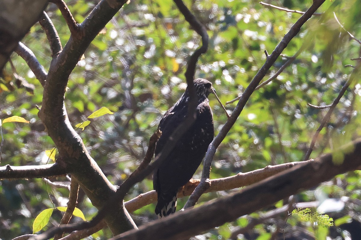 Common Black Hawk (Common) - ML647465400