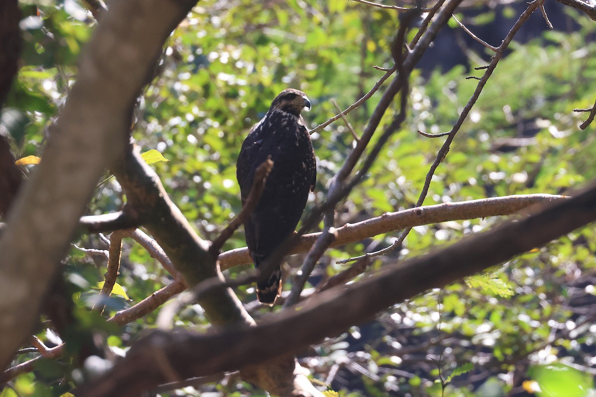 Common Black Hawk (Common) - ML647465401