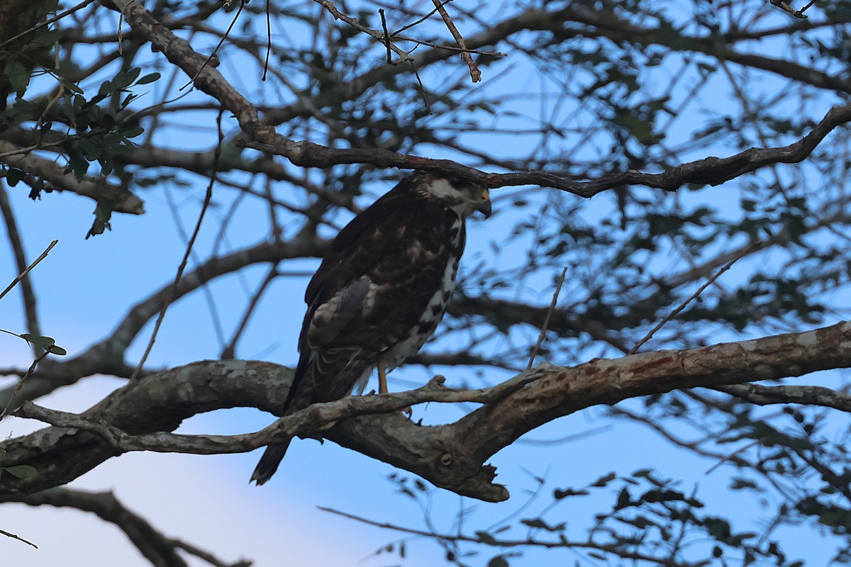 Gray Hawk - ML647465410