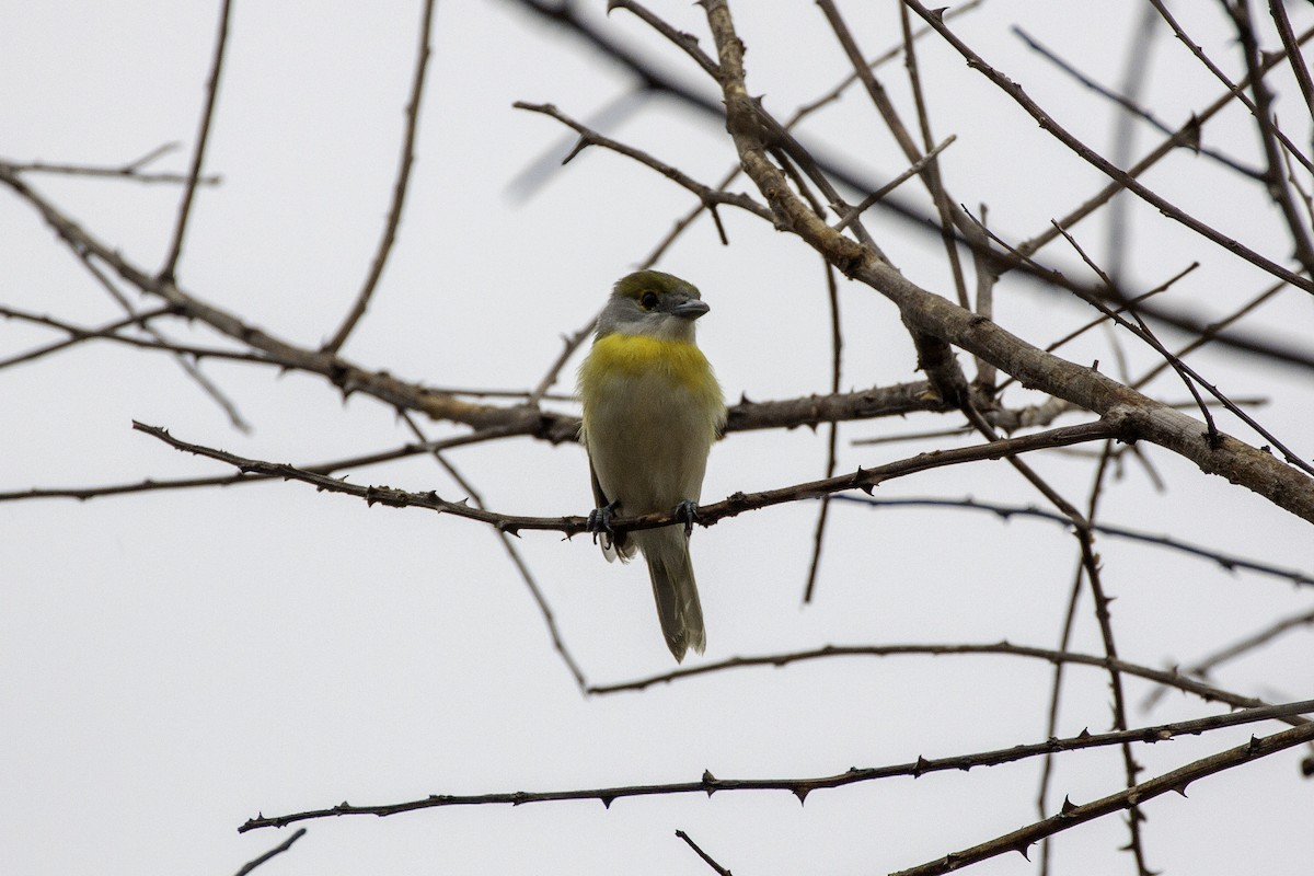 Green-backed Becard (Green-backed) - ML647465411