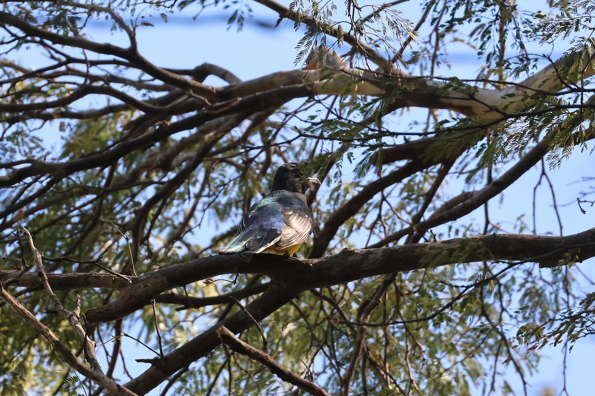 Citreoline Trogon - ML647465413