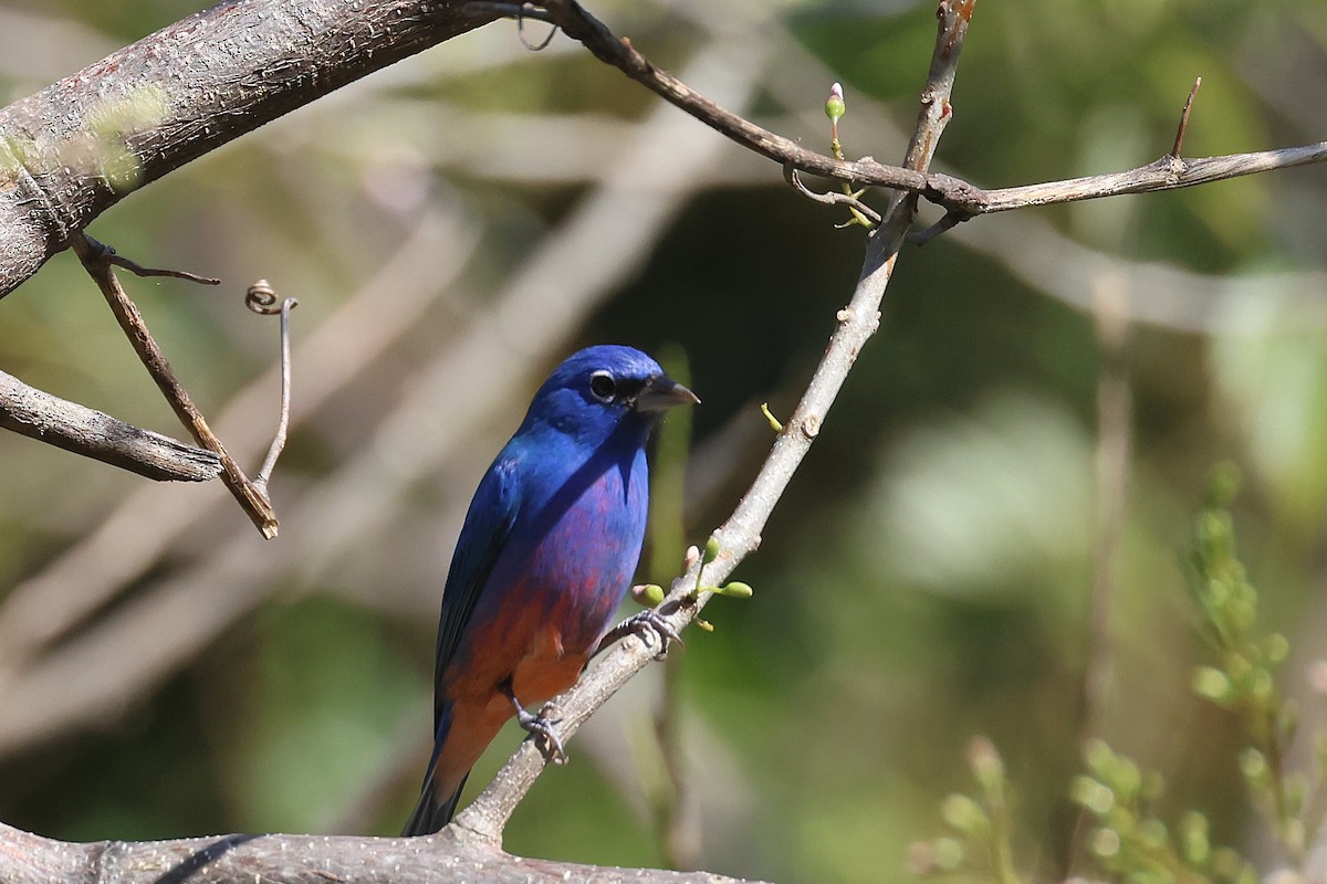 Rose-bellied Bunting - ML647465422