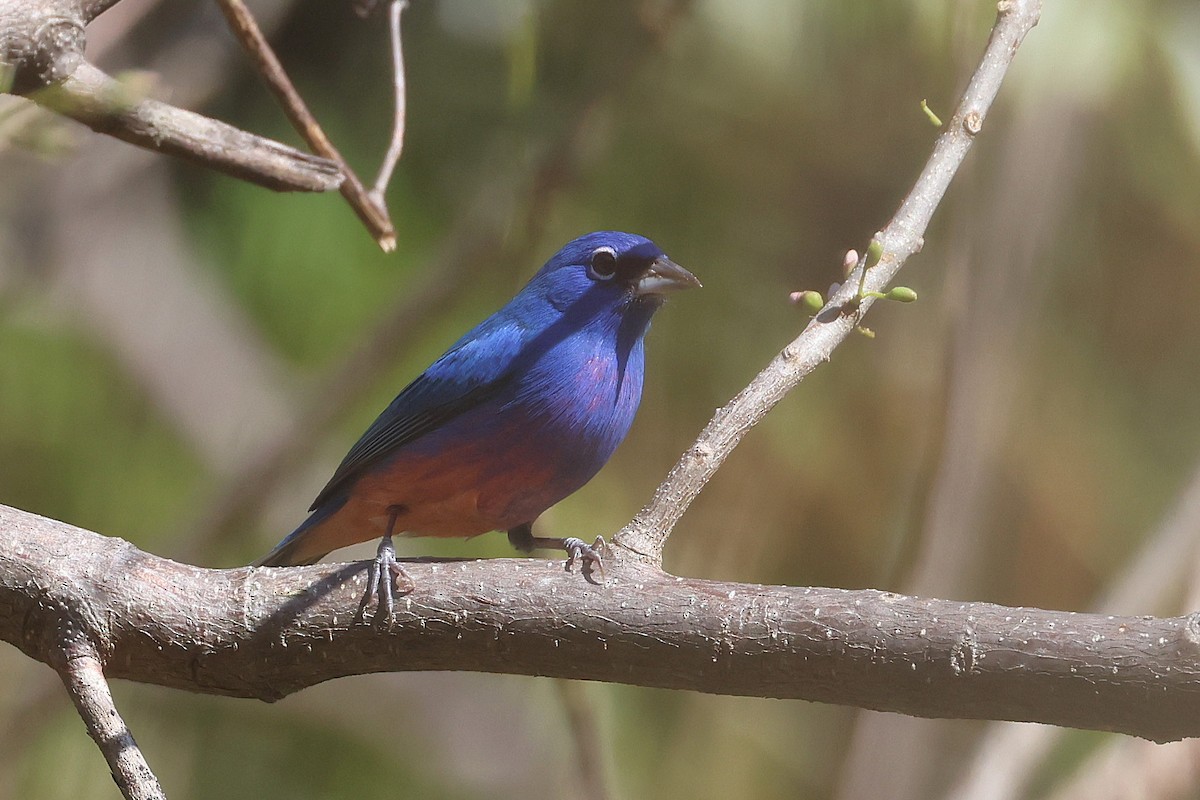 Rose-bellied Bunting - ML647465423