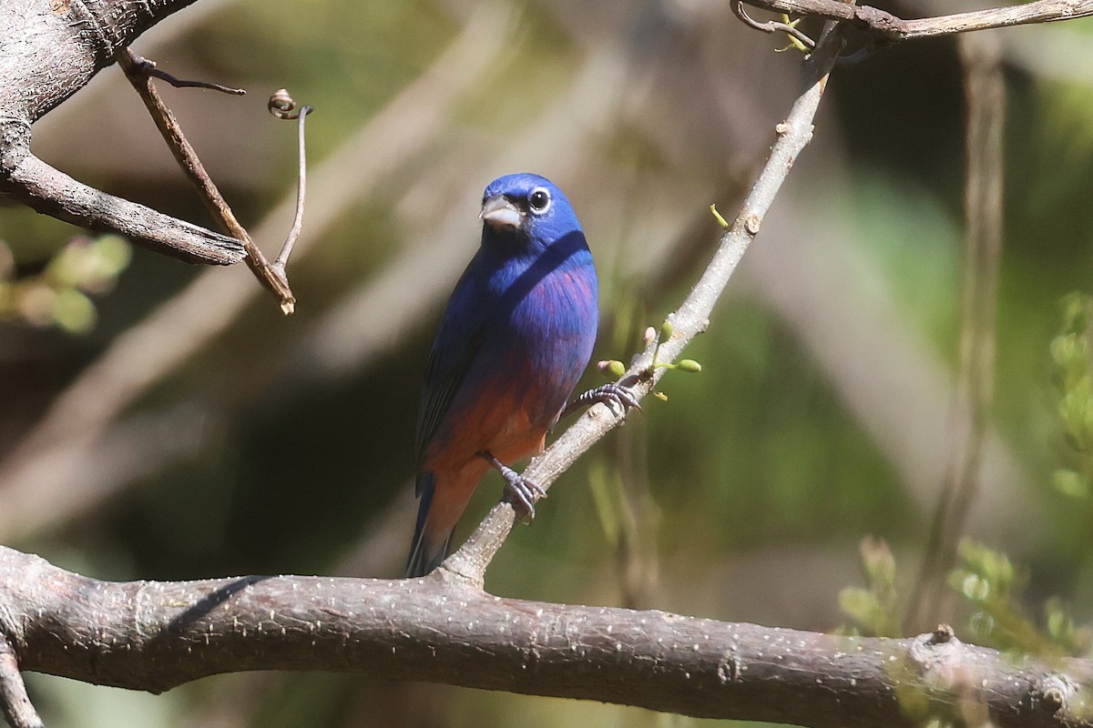 Rose-bellied Bunting - ML647465424