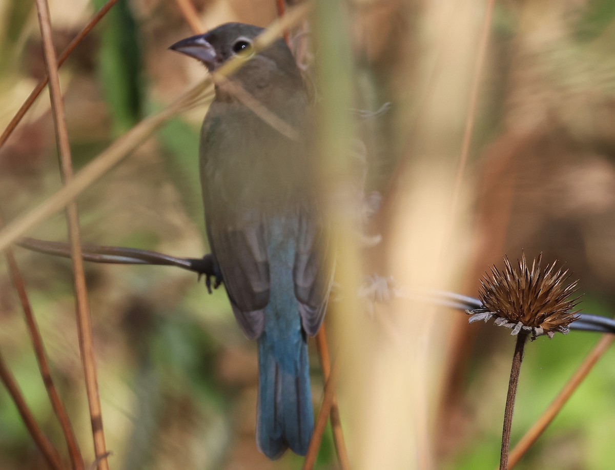 Rose-bellied Bunting - ML647465425