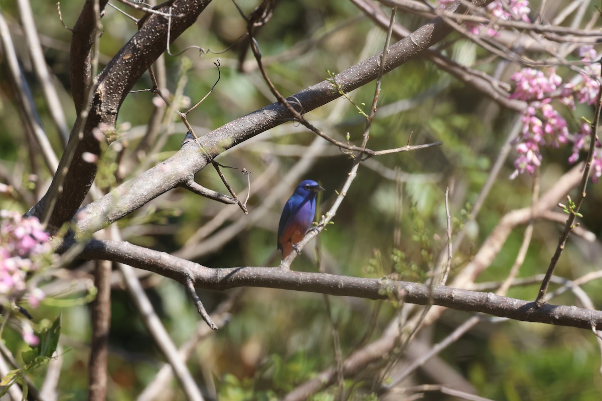 Rose-bellied Bunting - ML647465426