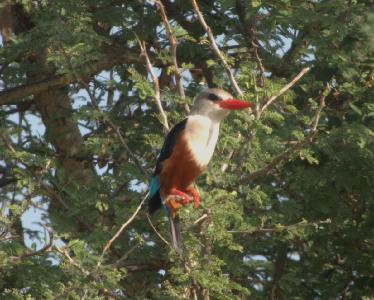 Gray-headed Kingfisher - ML647465429