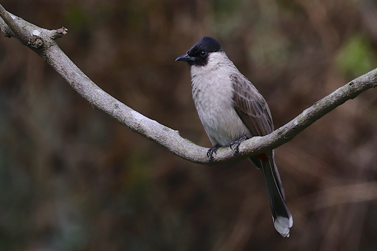 Sooty-headed Bulbul - ML647465431