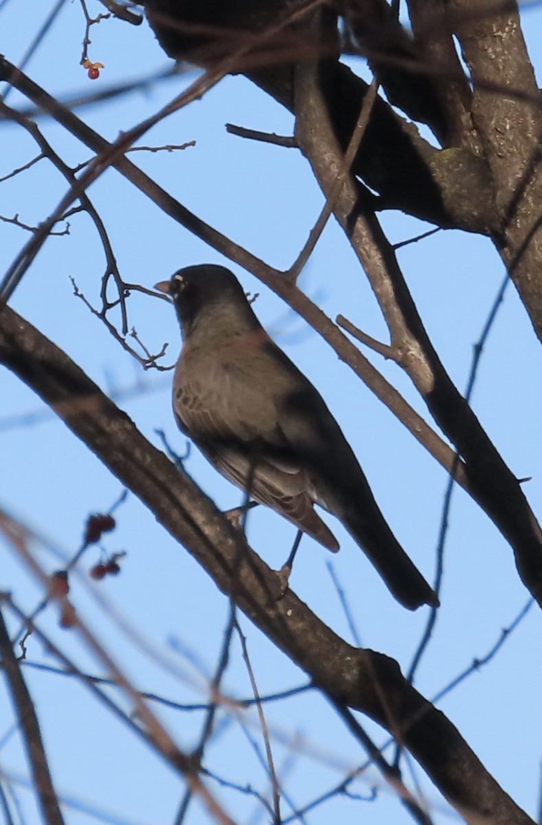 American Robin - ML647465437