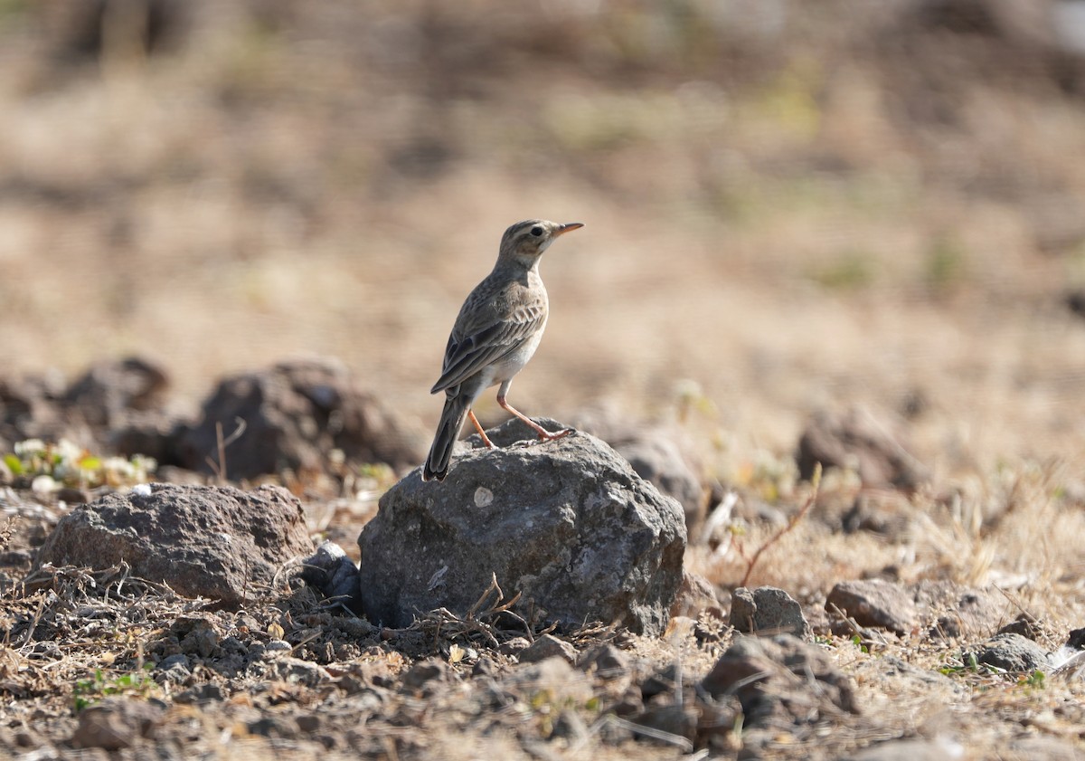 Bisbita Oriental - ML647465438