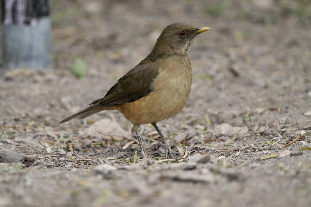 Zorzal Pardo - ML647465440