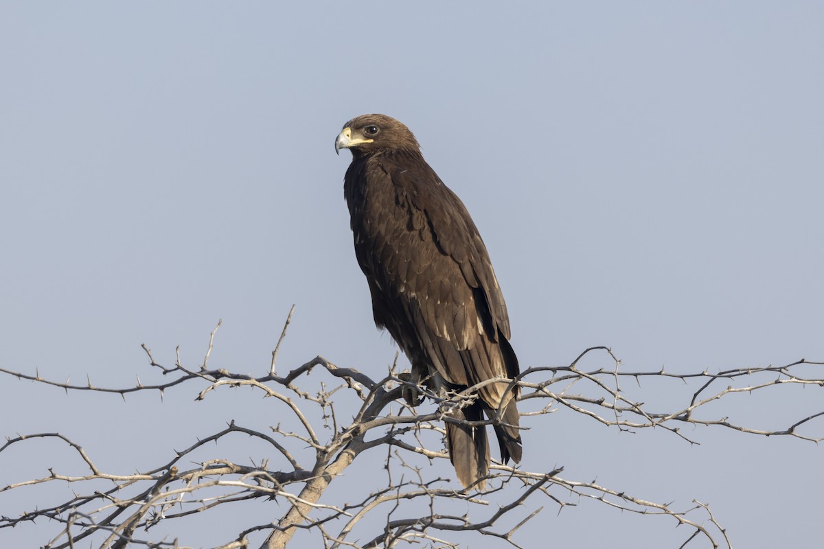 Águila Moteada - ML647465442