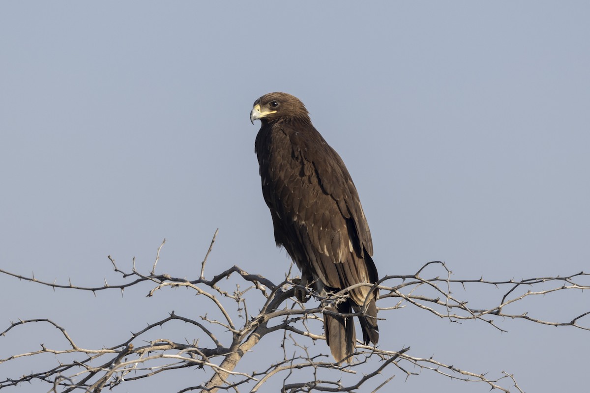 Águila Moteada - ML647465444